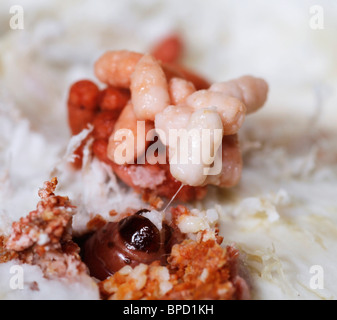 Un bruco o verme lo sputare. Foto Stock