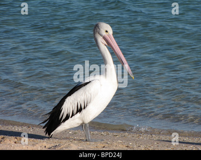 Pellicano australiano (Pelecanus conspicillatus) vicino l'oceano a Monkey Mia, Australia occidentale. Foto Stock