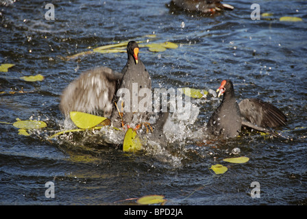 - Territoriale Dusky Moorhen Gallinula tenebrosa vigerously a difendere il proprio territorio, costruzione di nidi e guardando dopo i giovani Foto Stock