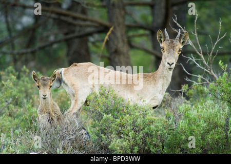 Capra pyrenaica pyrenaica e un giovane Foto Stock