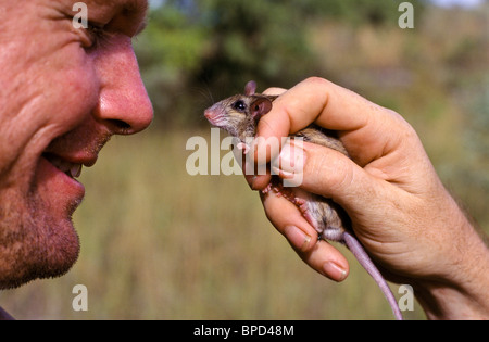 Il campo di registrazione del lavoratore fauna nativa, Australia Foto Stock