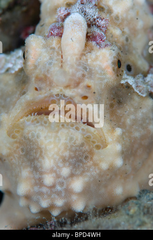 Rana pescatrice clown, Antennarius maculatus, Anilao, Solo, Anilao Mabini e Batangas, Filippine Foto Stock