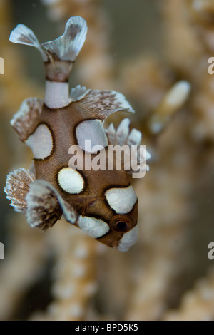 I capretti Harlequin Sweetlips, Plectorhinchus chaetodonoides, Anilao, Solo, Anilao Mabini e Batangas, Filippine Foto Stock