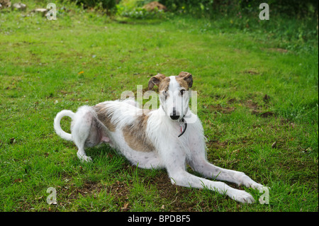 Lurcher sdraiati sull'erba Foto Stock