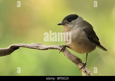 Capinera (Sylvia atricapilla), maschio. Foto Stock