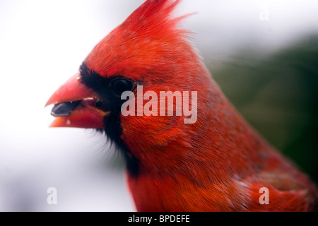 Un cardinale rosso Foto Stock