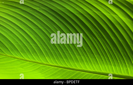 Veination foglia di retroilluminazione banana leaf blade. Foto Stock