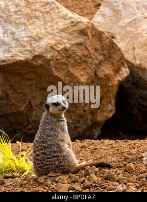 Un Meerkat noto anche come Suricate (Suricata suricatta) seduto sul suo haunches Foto Stock