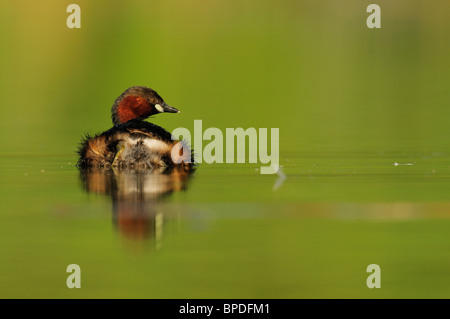 Tuffetto (Tachybaptus ruficollis) Foto Stock