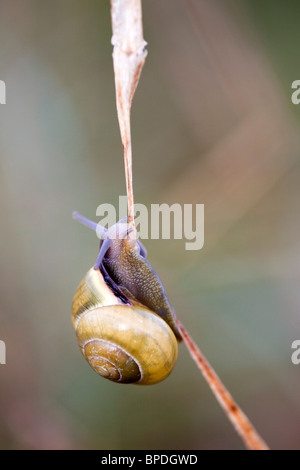 Marrone lumaca a labbro; Capaea nemoralis; su uno stelo Foto Stock