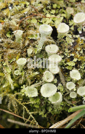 Lichen PixieCup Foto Stock