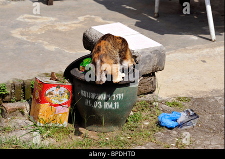 Cat foraggio per il cibo in una strada inferriata Foto Stock