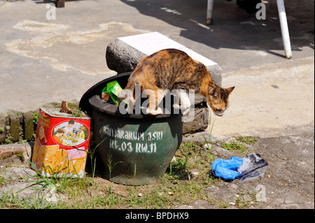 Cat foraggio per il cibo in una strada inferriata Foto Stock