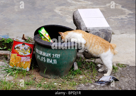 Cat foraggio per il cibo in una strada inferriata Foto Stock