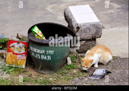 Cat foraggio per il cibo in una strada inferriata Foto Stock