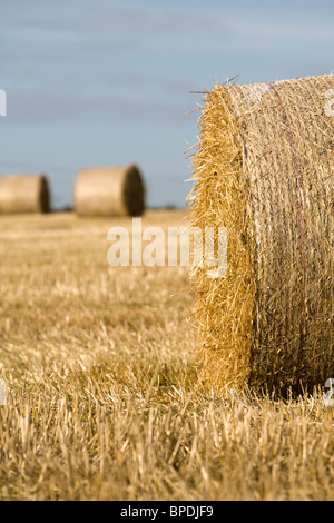 Una fila di balle di paglia in un campo in Cornovaglia nella luce della sera. Foto Stock