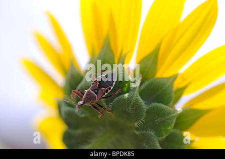 Ventre giallo bee assassin il girasole - Apiomerus Flaviventris Foto Stock