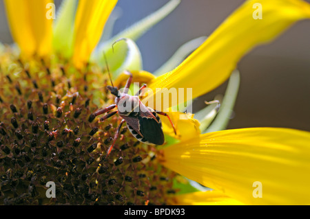 Ventre giallo bee assassin il girasole - Apiomerus Flaviventris Foto Stock