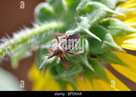 Ventre giallo bee assassin il girasole - Apiomerus Flaviventris Foto Stock