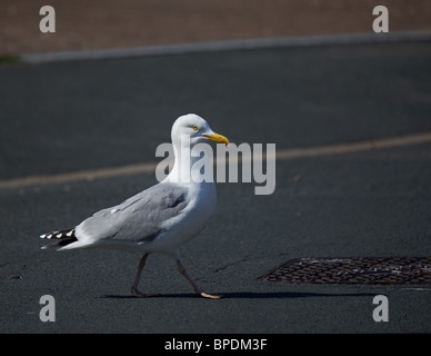 Seagull strada di attraversamento Foto Stock