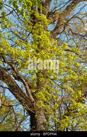 Rovere (Quercus petraea) albero che mostra fresca foglia di molla di crescita - Francia. Foto Stock