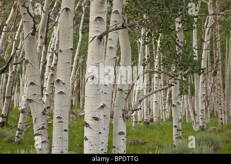 Pando, colonia clonale di vacilla Aspen alberi, Populus tremuloides, coprendo 107 acri, Fishlake National Forest, Utah Foto Stock