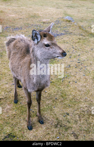 Una chiusura di un vicino a giovani Red Deer hind, Glencoe, Scotland, Regno Unito Foto Stock