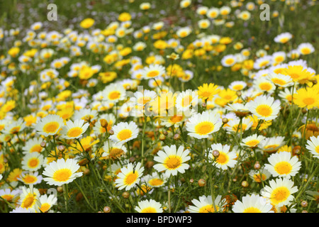 Daisy fiori gialli natura verde prato stagione primavera Foto Stock