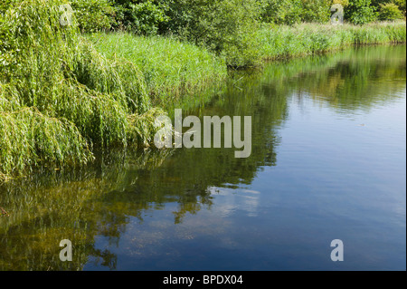 Le sponde di un fiume, con alberi e cespugli. Il fklooded ghiaia di Kingsbury Water Park nel Warwickshire England Regno Unito Foto Stock