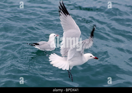 Active gabbiani gabbiani su blu oceano mare uccelli Foto Stock