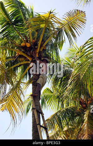 Uomo locale la raccolta di noci di cocco da albero Bali Indonesia Foto Stock