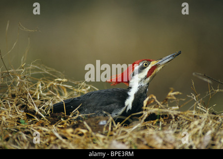 Picchio Pileated Dryocopus pileatus nidificazione e USA, da Bill Lea/Dembinsky Foto Assoc Foto Stock