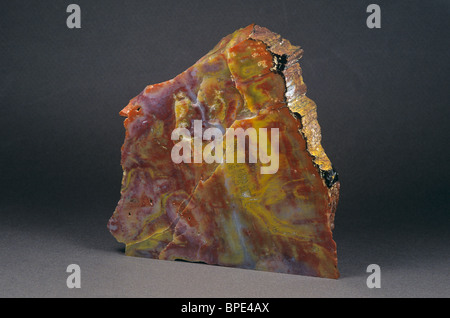 Lucido Legno pietrificato Arizona tagliata e lucidata Foto Stock