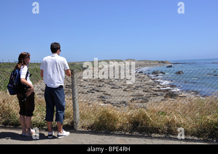 I turisti a guardare le guarnizioni di elefante - Mirounga angustirostris - PIEDRAS BLANCAS Beach, California, Stati Uniti d'America Foto Stock