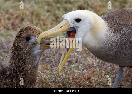 Isole Galapagos, Equador Foto Stock