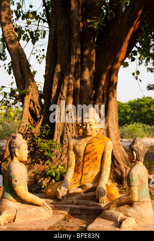 Statua del Buddha sotto il bodhi tree - Phnom Penh Cambogia Foto Stock