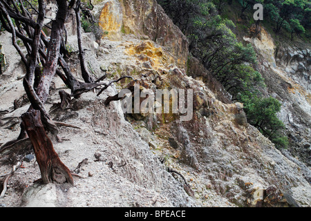 Nero a tronco di albero sul bordo del cratere Ratu a Tangkuban Perahu vicino a Bandung, Indonesia. Foto Stock