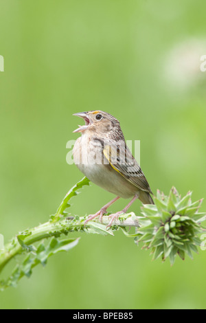 Grasshopper Sparrow a cantare in Thistle- verticale Foto Stock