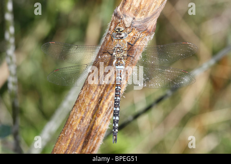 Close up immagini di un migrante Hawker Libellula Foto Stock