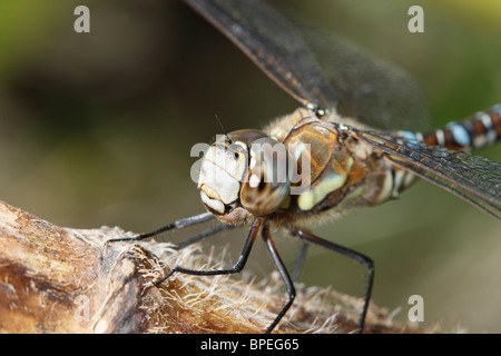 Close up immagini di un migrante Hawker Libellula Foto Stock