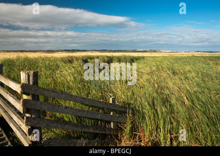 Ventoso canneti da una laguna sulle paludi Elmley riserva naturale sull'Isle of Sheppey, Kent, Regno Unito Foto Stock