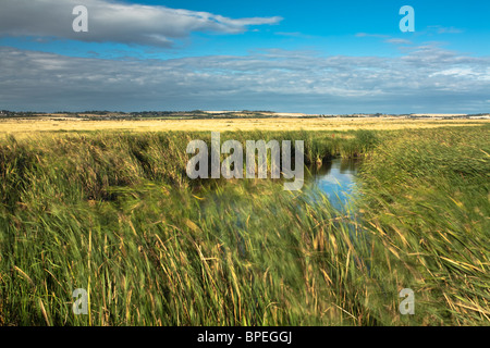 Ventoso canneti da una laguna sulle paludi Elmley riserva naturale sull'Isle of Sheppey, Kent, Regno Unito Foto Stock