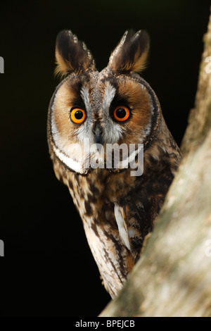 Long eared owl ( asio otus ) vicino fino alla ricerca intorno a tree Foto Stock