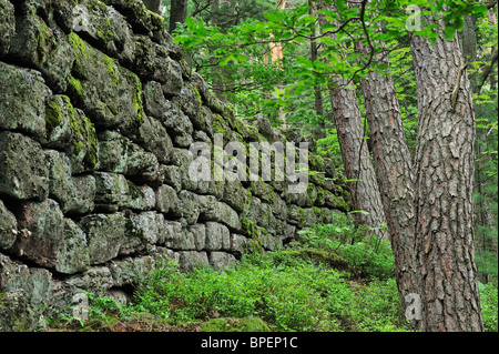 La parete pagana / Mur Païen nella foresta vicino a Mont Sainte-Odile, Vosges, l'Alsazia, Francia Foto Stock