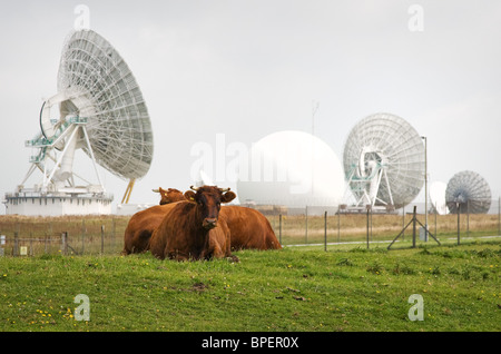 Devon bovini rosso a riposo con uno sfondo di antenne paraboliche per la ricezione satellitare del GCHQ governo segnale radio stazione vicino Morwenstow Foto Stock