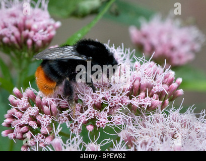 Red Tailed Bumblebee regina di Bombus rupestris Dumbledore Bummie Bee o rosso alimentazione Arsie sul dolce Joe Pye Eupatorium purpureum Foto Stock