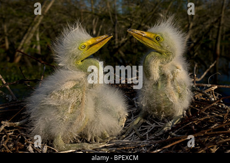 Airone bianco maggiore (Casmerodius Albus) neonati sul Nido - Louisiana - USA Foto Stock