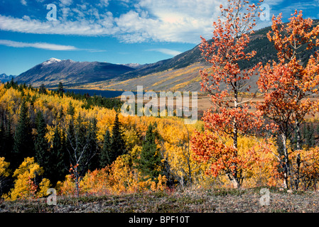 Tremore Aspen Trees (Populus tremuloides), Cariboo Chilcotin, BC, British Columbia, Canada - Coast Mountains Autunno / Autunno Foto Stock