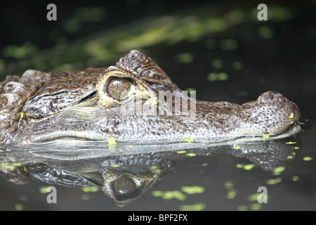 Caimano Spectacled in acqua Foto Stock