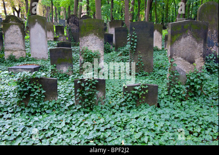 Old gravestones in  the old Jewish cemetery in Prenzlauer Berg in Berlin Germany Foto Stock